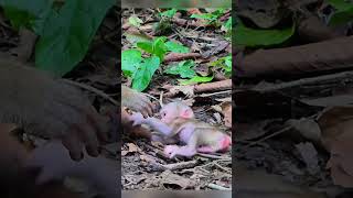 Pitiful wild baby monkey screaming for milk till weak 😪 monkey cutebabymonkey jungle wildlife [upl. by Guimond784]