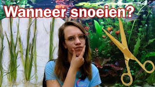 Hoe SNEL groeien planten WANNEER moet je SNOEIEN Nickey [upl. by Sheena605]