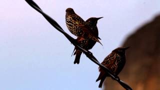 Starlings mimicking other birds [upl. by Laehcar]