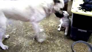 Misty Acres Farm  My Kangal Puppy  7 Weeks Old [upl. by Donetta]