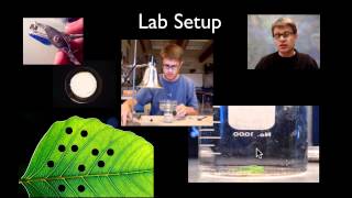 AP Biology Lab 4 Plant Pigments and Photosynthesis [upl. by Alat]