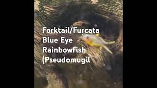 ForktailFurcata Blue Eye Rainbowfish Pseudomugil [upl. by Antoni]