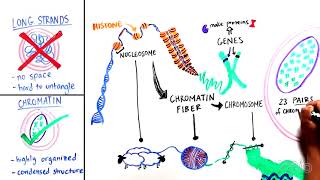 What is Chromatin [upl. by Uwkuhceki1]