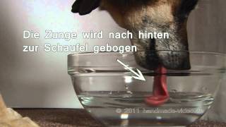 Wie trinken Hunde [upl. by Toffey]