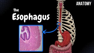 Esophagus Parts Curvatures Constrictions Layers  Anatomy [upl. by Ardnazxela]