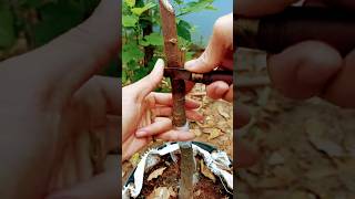 multi grafting in one tree satisfying gardening agriculture farming tree [upl. by Aimat711]