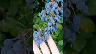 Foraging Wild Berries foraging wildberries [upl. by Eidnalem]