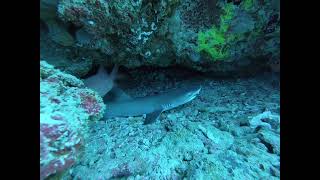 White tip at shark point Gili Trawangan [upl. by Meir195]