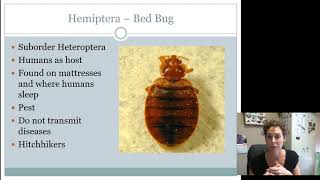 Hemiptera Heteroptera Juniors Intermediates AND Seniors [upl. by Sanfred]