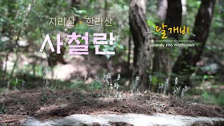 사철란 Rattlesnake plantain [upl. by Fantasia]