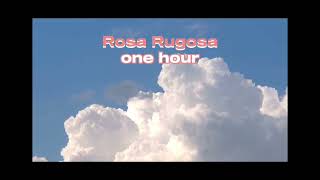 Rosa Rugosa  one hour [upl. by Mamie]