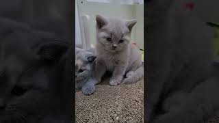 British Shorthair Kittens  40 days old [upl. by Lavinia]