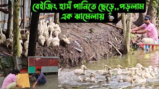 বেইজিং হাসঁ পানিতে ছেড়েপড়লাম এক ঝামেলায় 🦆 [upl. by Sabu]