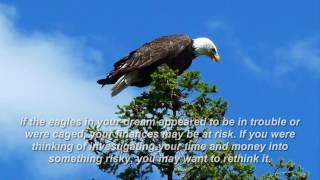 eagle dream meaning [upl. by Mccready935]