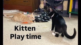 Kitten play time [upl. by Calysta]