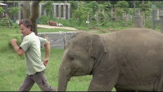 Baby elephant play and run around with a man  ElephantNews [upl. by Jannelle]