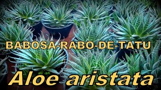 ALOE ARISTATA  babosarabodetatu [upl. by Euell167]