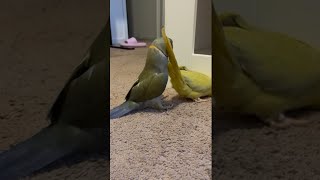 Beaker gets whacked 💥funnyanimals talkingbird talkingparrot cuteanimals fail [upl. by Alvina]