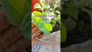 Ajwain houseplants ke fayde gardening 🍀☘️ [upl. by Nagle]