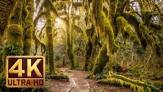 Hoh Rain Forest  4K Nature Relaxation Film [upl. by Nonnad620]