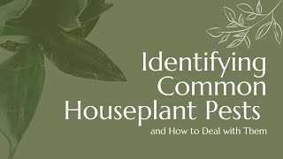 Houseplant Health 101 A Guide to Identifying and Conquering Common Houseplant Pests [upl. by Larissa]