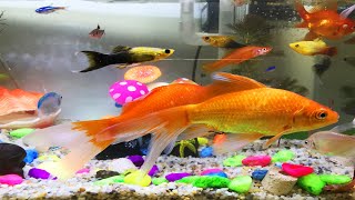 Lovely pink guppies pink fish swim in the aquarium  Cute animal videos [upl. by Battiste208]