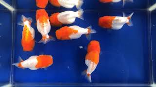 Goldfish kingdom 💕 Lionhead Ranchu [upl. by Sherj]