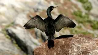 Varanger  birds and sites [upl. by Ellenij]