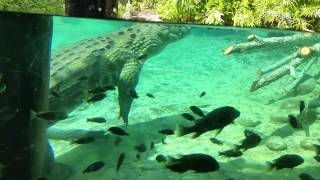 Nile Crocodile at Busch Gardens Tampa 922014 [upl. by Silohcin820]