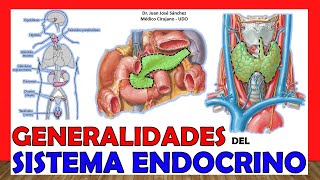 🥇 SISTEMA ENDOCRINO en 12 Minutos ¡Fácil y Sencillo [upl. by Hutton]