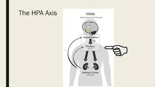 The Stress Response [upl. by Hephzibah592]