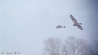 Ruigpootbuizerd  Roughlegged Buzzard  Buteo lagopus  Drentse Dijk Onlanden NL 09012019 [upl. by Inamik]