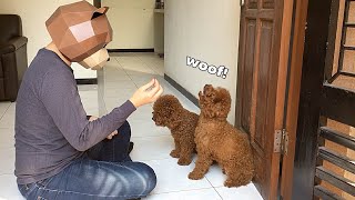 Red toy poodle barking on command [upl. by Anirba]