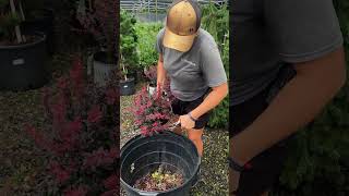 HOW TO TRIM your Barberry Shrub prune gardening [upl. by Obadiah]