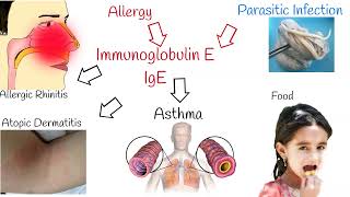 Blood Test Immunoglobulin E IgE  what does a high immunoglobulin e level mean [upl. by Glori]