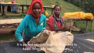 Ethiopian Wet Processing Coffee From coffee cherry to parchment [upl. by Kcirdec]