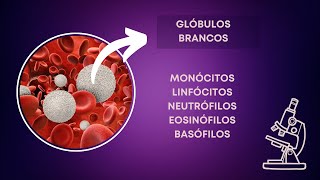 Glóbulos Brancos  monócitos linfócitos neutrófilos eosinófilos e basófilos [upl. by Anilram]