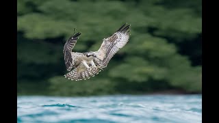 Osprey l Shot on Nikon Z9 l Calming Music in 4K [upl. by Aniratac]