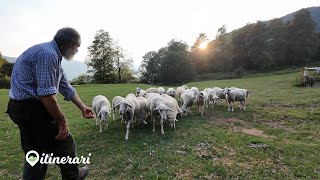 ITINERARI I PASTORI DELLALPE DI BLESSAGNO quotRITORNO ALLE RADICIquot PIGRA IL PAESE CON LA FUNIVIA [upl. by Jammin]