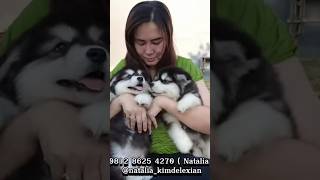 BIG SIZE MALAMUTE GIANT JUMBO PUPPY [upl. by Laenahtan541]