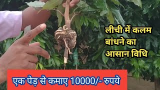 लिची का कलम बांधने का विधि । [upl. by Nylloc]