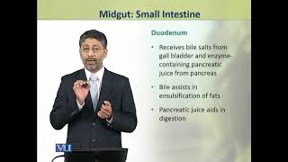 Midgut Small Intestine  Physiology Theory  ZOO519TTopic109 [upl. by Helbon]