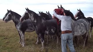 INCREIBLE TROPILLA ENTABLADA DE 10 CABALLOS  VENDIDA  WWWLOSEQUINOSCOM [upl. by Mignon927]