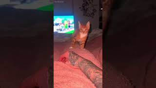 LMAO shortvideo funny mycatchannel cat petschannel yourcat funnycats [upl. by Grizelda]