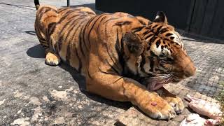 Alcyone A Siberian Tiger Growling At A Caretaker Not At Me [upl. by Ciaphus]