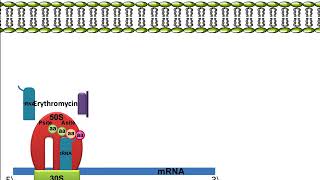 Erythromycin Mechanism of Action [upl. by Amoeji]