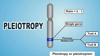 Pleiotropy  12th Std  Biology  Science  CBSE Board  Home Revise [upl. by Berke]