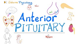 Anterior Pituitary Gland  The 10 Commandments of Endocrinology  Endocrine Physiology [upl. by Siberson]