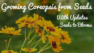 Growing Coreopsis from Seeds  With Full Updates [upl. by Elletnuahs]