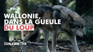 Wallonie dans la gueule du loup  investigation [upl. by Endo]